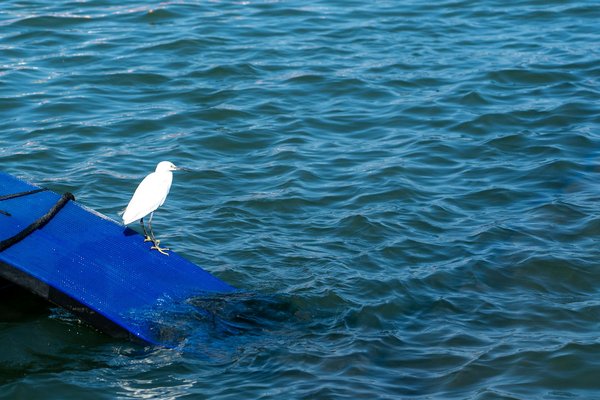Les compléments alimentaires naturels pour une perte de poids saine